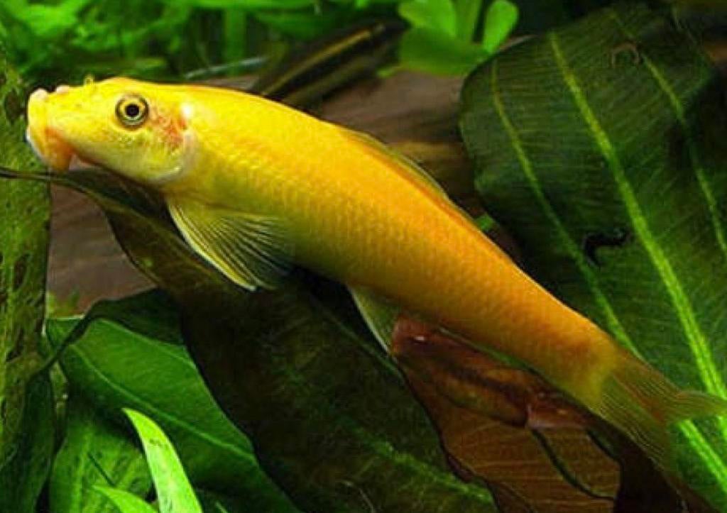 Chinese gouden algeneters (2) Gyrinocheilus aymonieri, Vis, Zoetwatervis