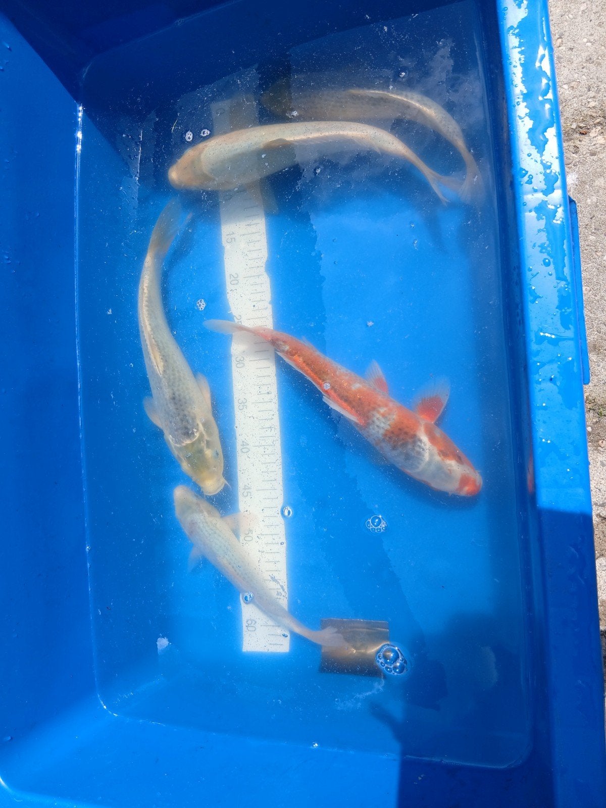 5 leuke asagi's 25a30 cm, Dieren en Toebehoren, Karper of Koi