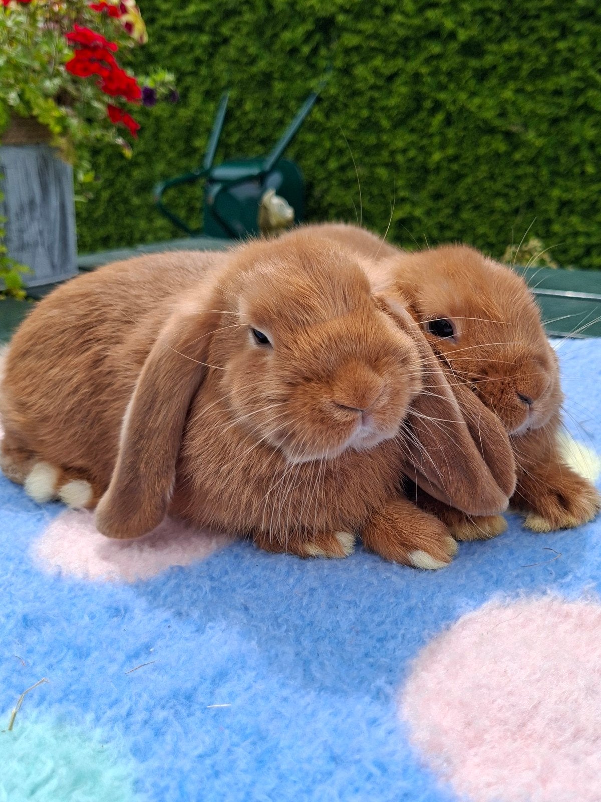 JONGE NHD KONIJNTJES, Meerdere dieren, Dwerg, Hangoor