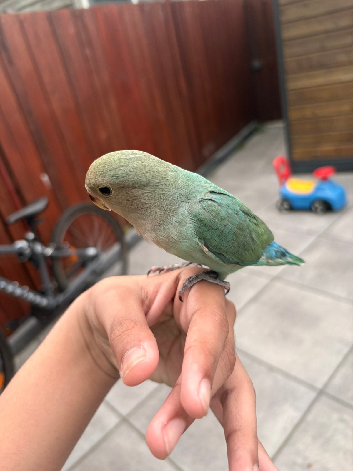 Baby agapornis roscioli dwergpapegaai, Dieren en Toebehoren, Geslacht onbekend, Dwergpapegaai of Agapornis