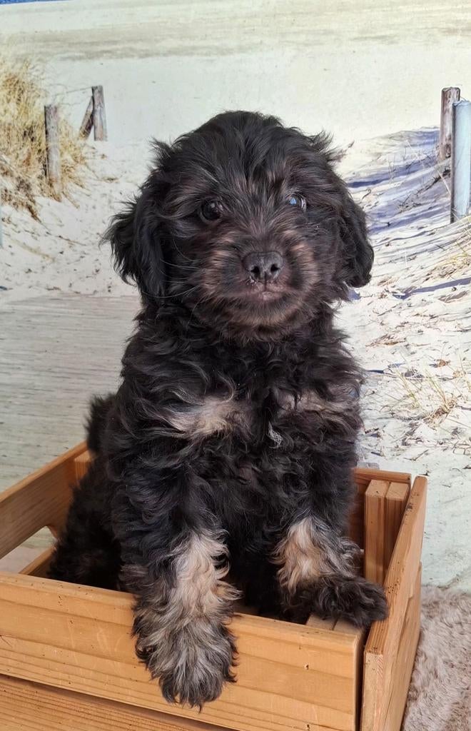 Grappige, klein blijvende gezonde doodle pupjes (pomapoo), Poedel, Parvo, 8 tot 15 weken, Meerdere