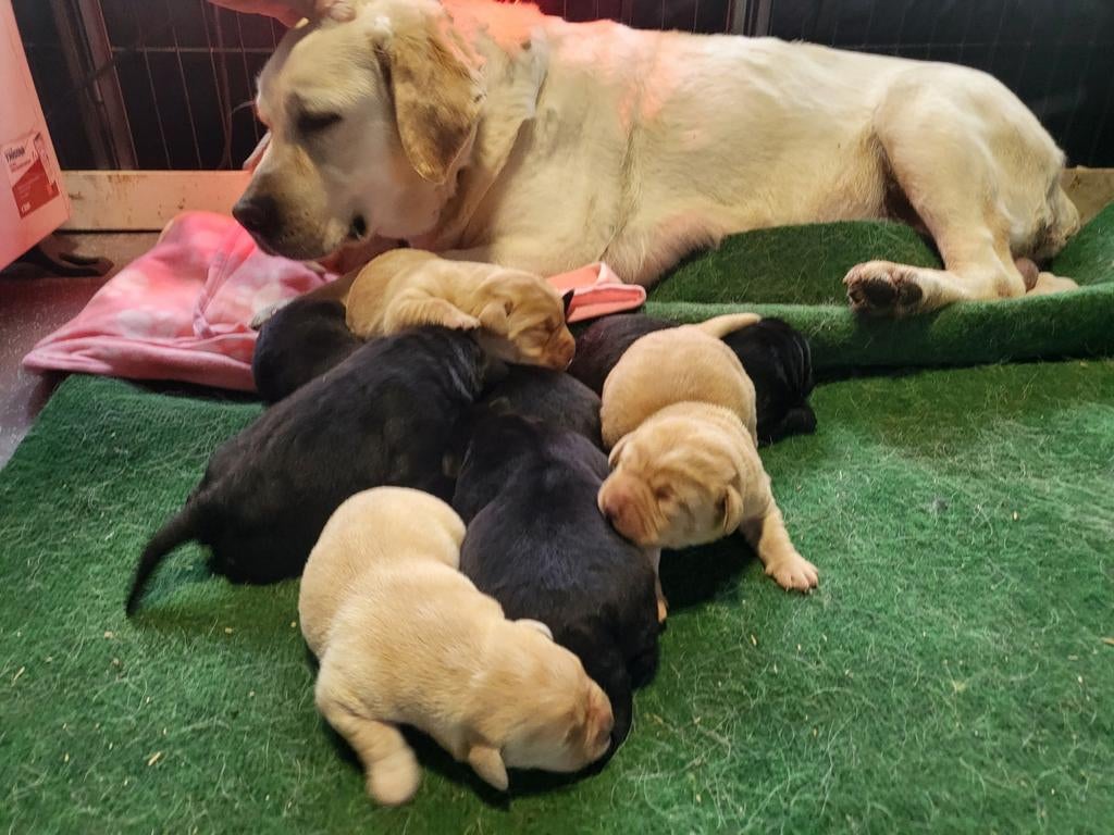 Labrador pups uit HD/ED/ECVO/DNA geteste ouders, Parvo, 8 tot 15 weken, Labrador retriever, Meerdere