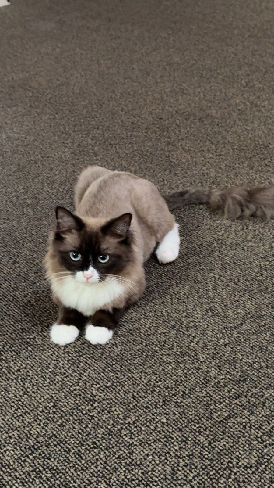 Prachtige lieve Ragdoll poes, Sieraden, Tassen en Uiterlijk, Ophalen, Zo goed als nieuw, Overige materialen