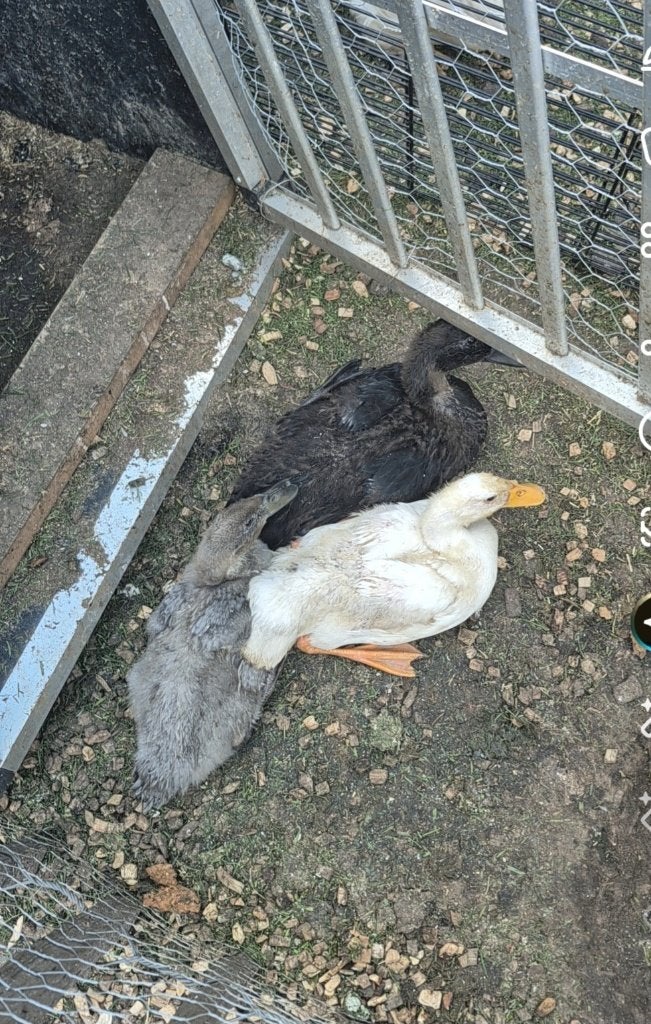 Loopeenden, Meerdere dieren, Eend