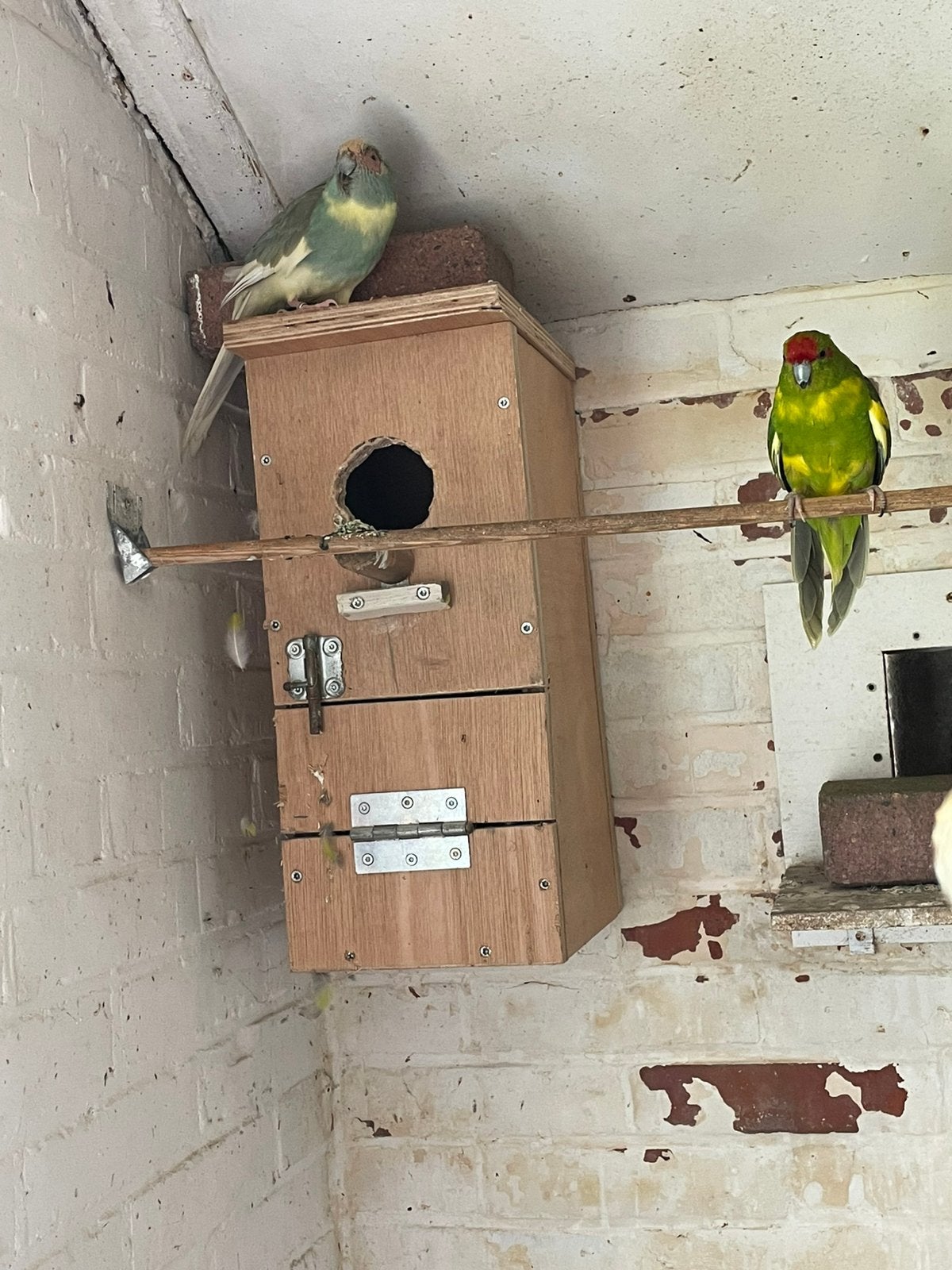 Kakarikie koppel, Dieren en Toebehoren, Vogels | Overige Vogels, Meerdere dieren