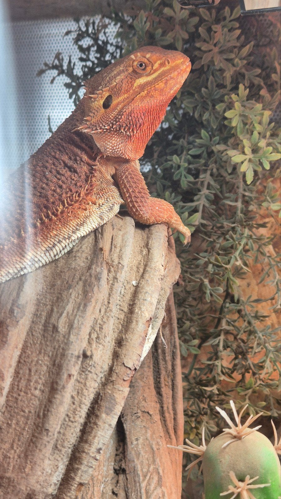 Lieve baardagaam met terrarium, Dieren en Toebehoren, Hagedis, Met terrarium, 0 tot 2 jaar