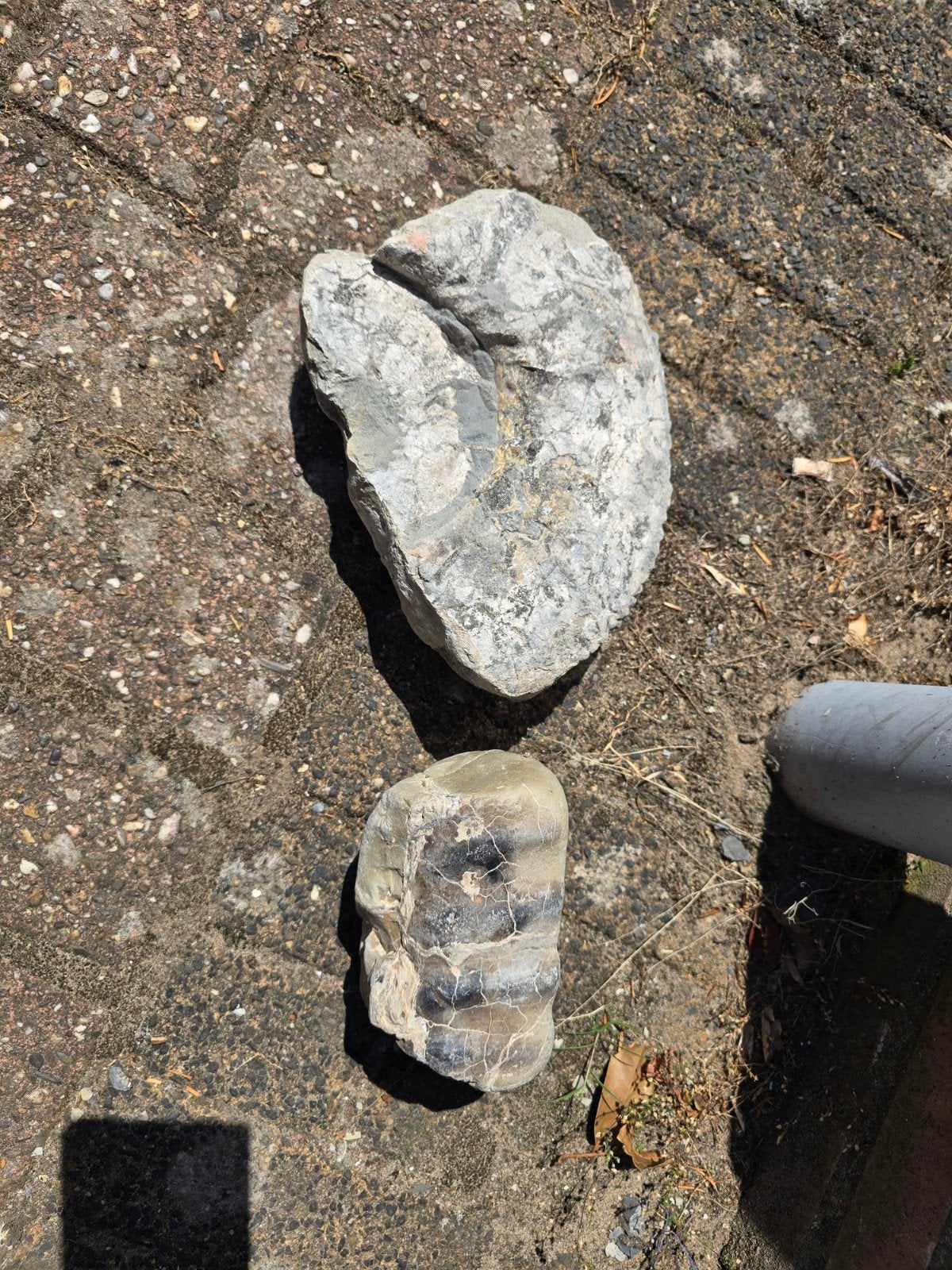 Twee grote stukken Ammoniet, Ophalen of Verzenden, Fossiel
