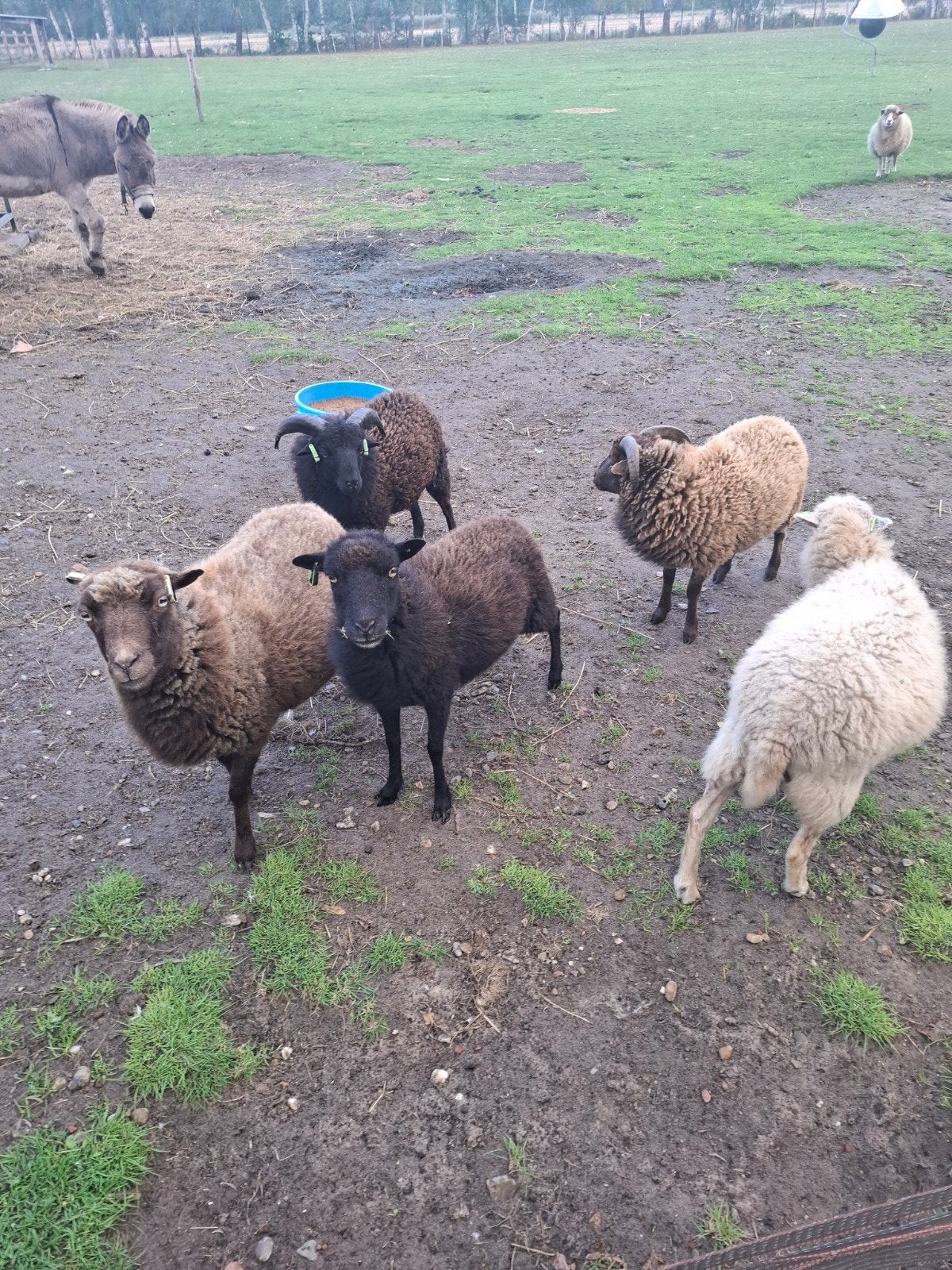 Ouessant rammetjes, Dieren en Toebehoren, Mannelijk, Schaap, 0 tot 2 jaar