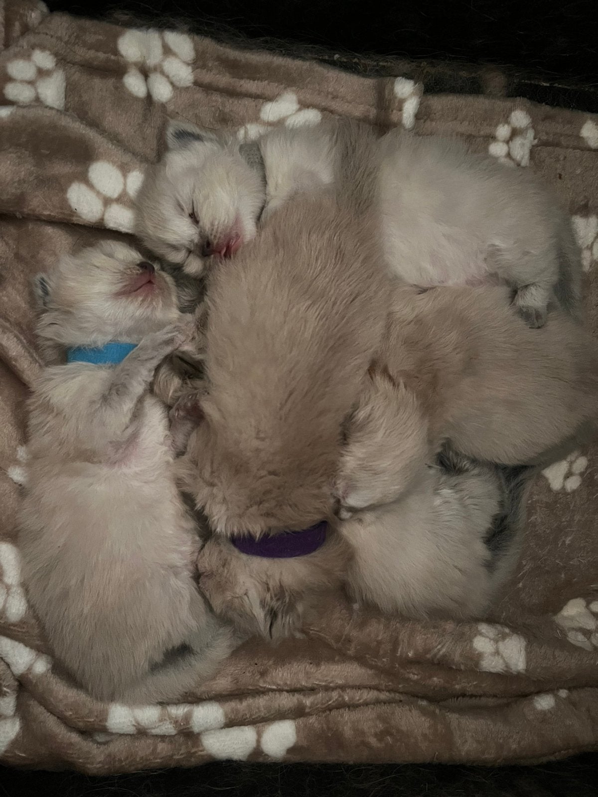5 prachtige ragcoon kittens ragdoll x maine coon, Meerdere dieren, Gechipt, 0 tot 2 jaar