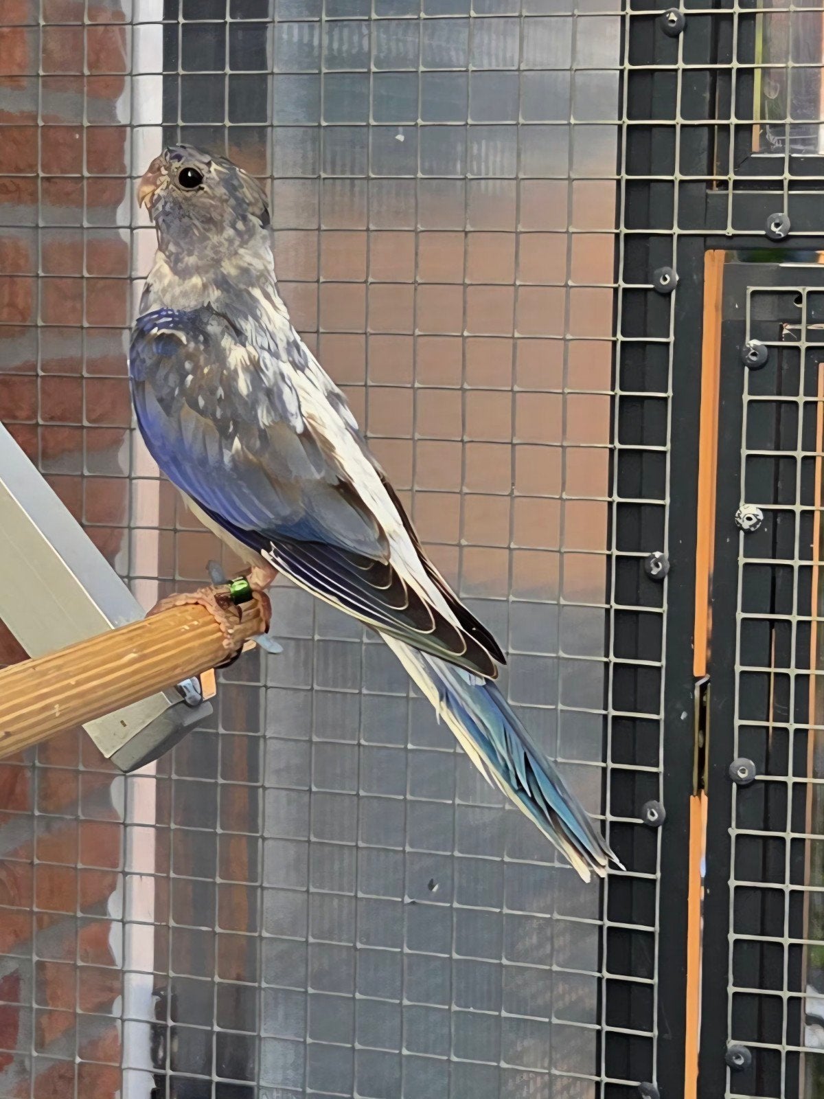 splendids blauw, Meerdere dieren, Parkiet, Geringd