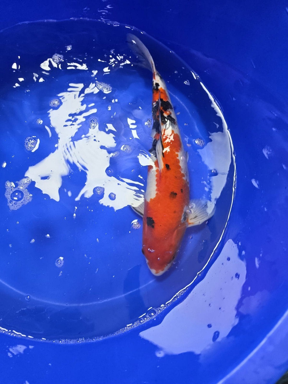 Nisai mix 40-45cm, Karper of Koi