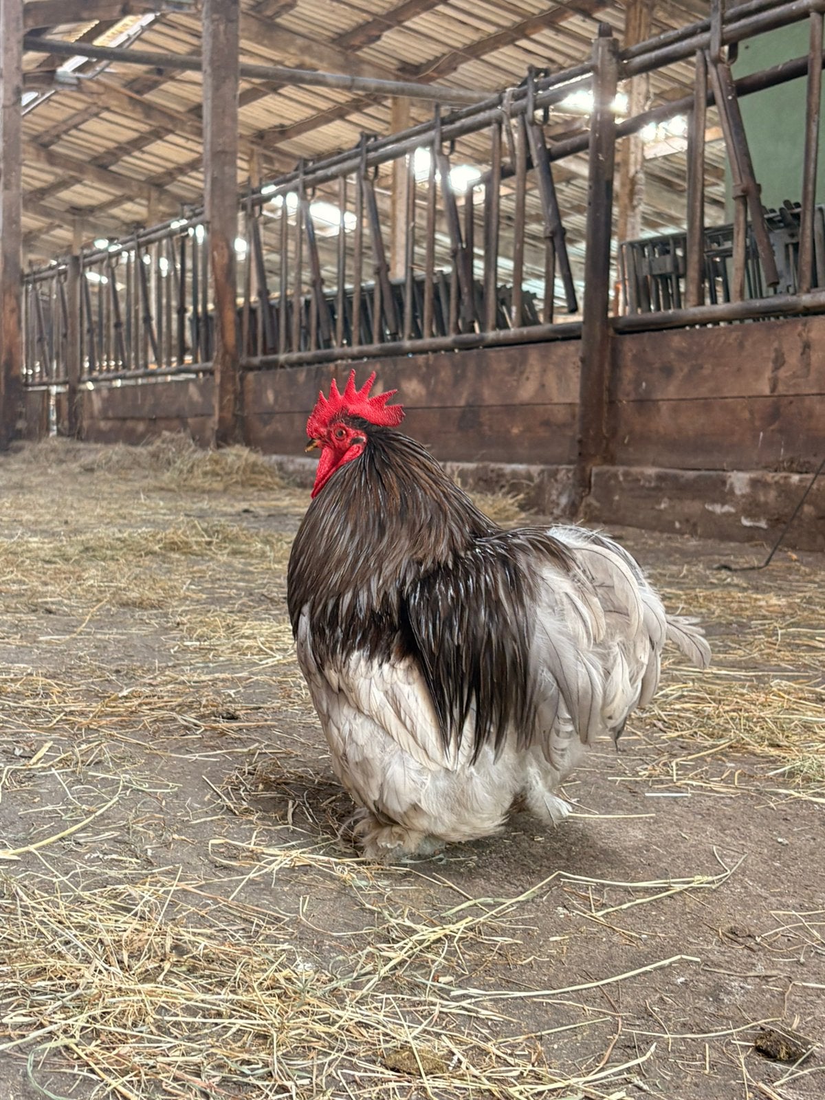 Mooie Cochin haan, Dieren en Toebehoren, Mannelijk, Kip