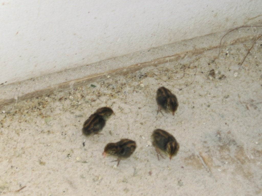 chinese dwergkwartel, Mannelijk, Parkiet, Geringd