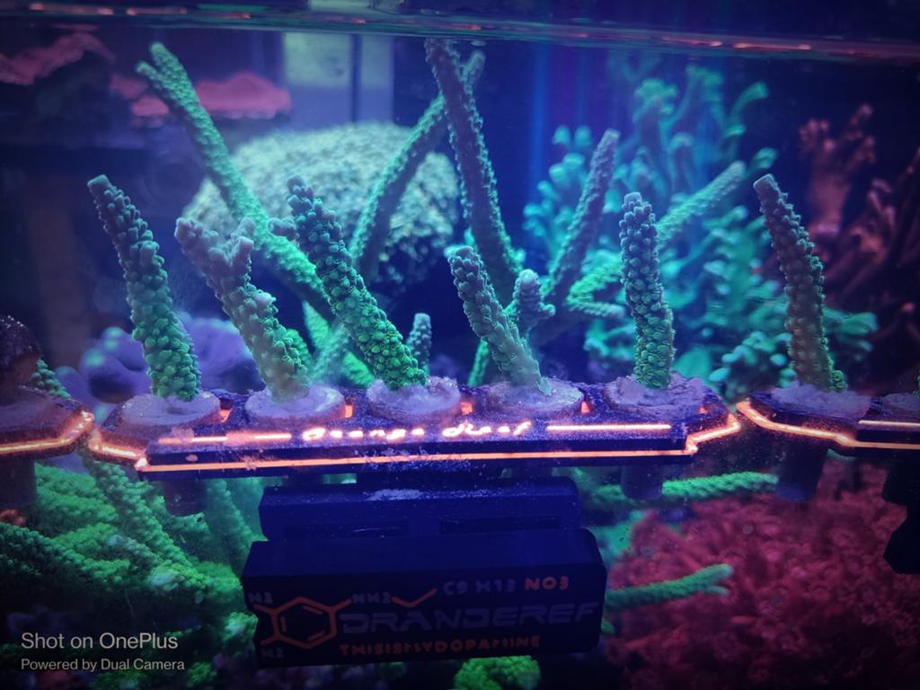 Acropora green slimer, Dieren en Toebehoren, Overige typen, Zoutwatervis