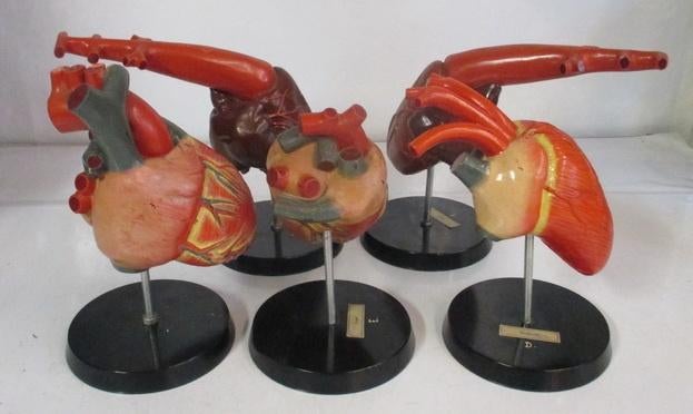 vintage collectie anatomische modellen harten Somso 5A, Antiek en Kunst, Curiosa en Brocante, Verzenden