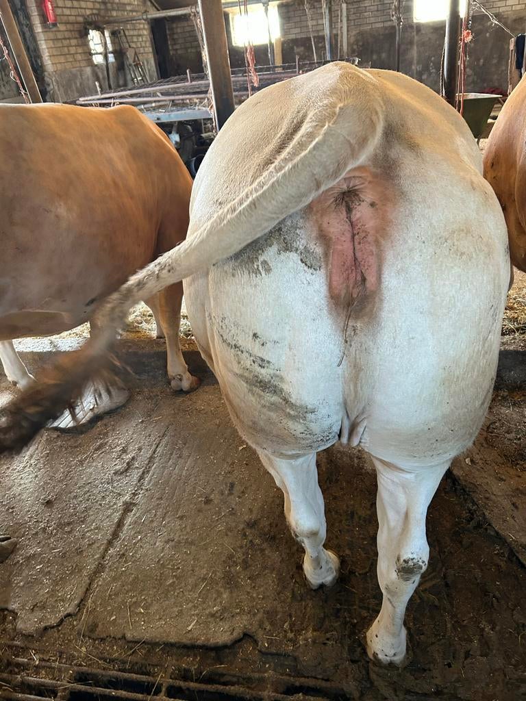 Te koop 2 dragende blonde aquitaine, Dieren en Toebehoren, Runderen, Mannelijk
