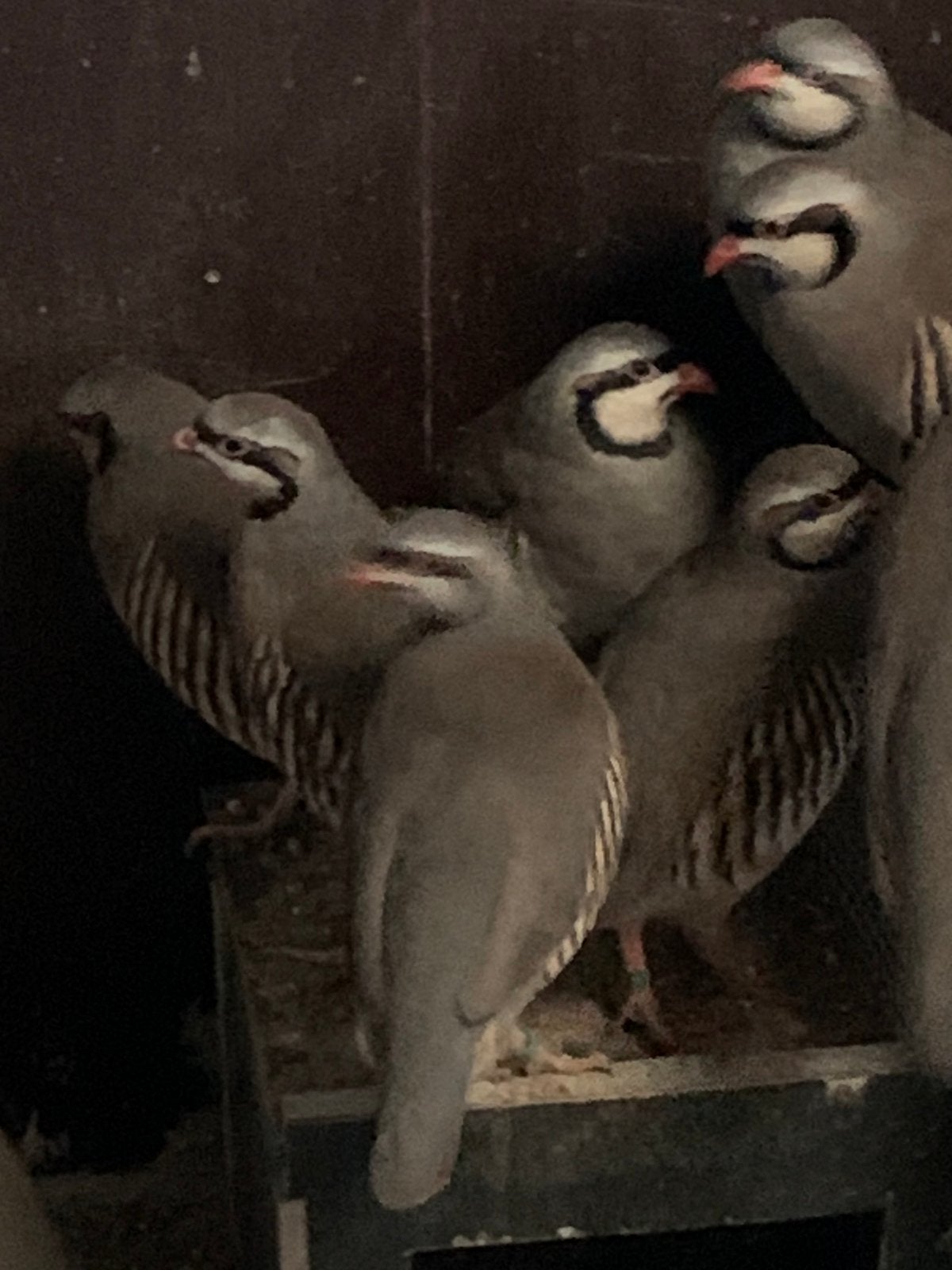 Chukar / keklik / patrijs / steenpatrijs, Meerdere dieren