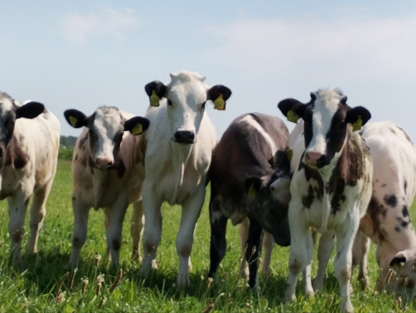 Te koop Belgisch blauwe kalveren, Dieren en Toebehoren, Runderen, Meerdere dieren
