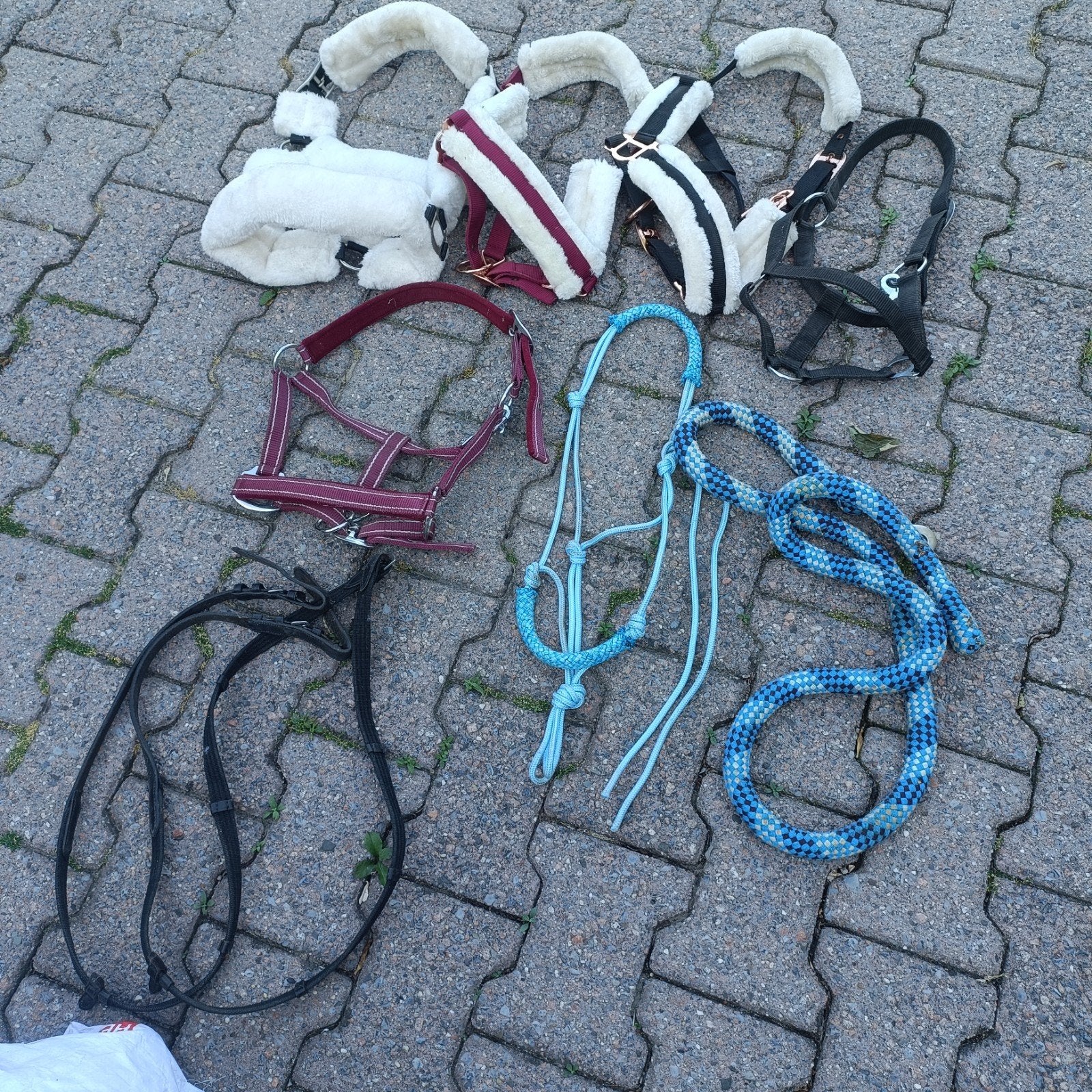 Halsters shetlander, Dieren en Toebehoren, Verzenden, Shetlander