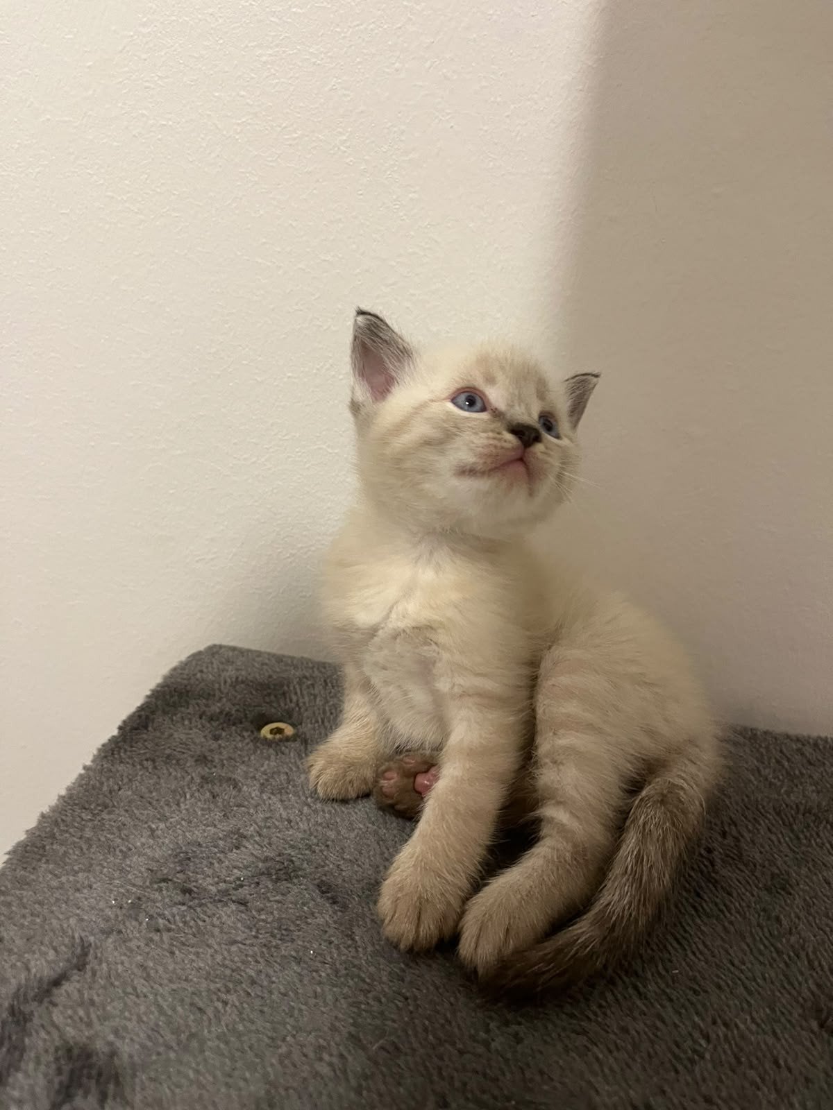 Prachtige Siamese witte kitten & 2 half-Siamese kittens, Dieren en Toebehoren
