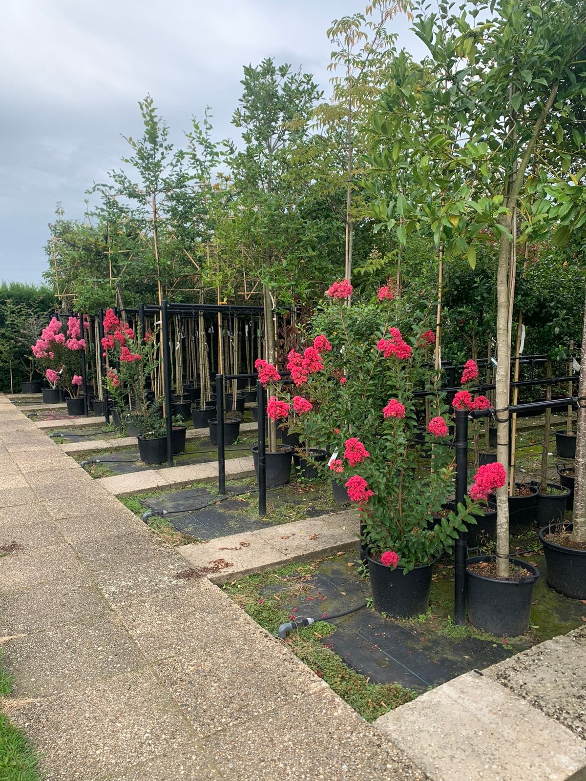 Meerstammige lagerstroemia‘s wit, paars en donker rose, Halfschaduw, 100 tot 250 cm, Zomer, Ophalen