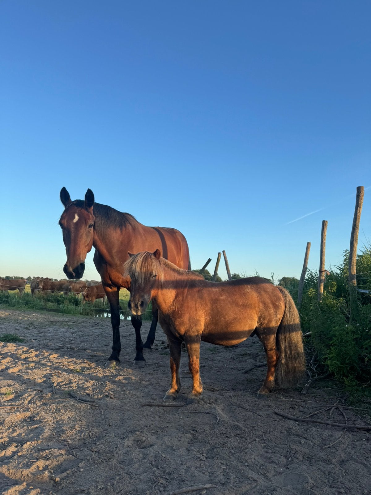 Stalling aangeboden voor shetlander/kleine pony, Dieren en Toebehoren, Stalling en Weidegang