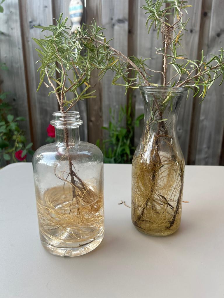 Rozemarijn stekjes met wortels in glas, Ophalen, 50 tot 75 cm, Groen, Glas