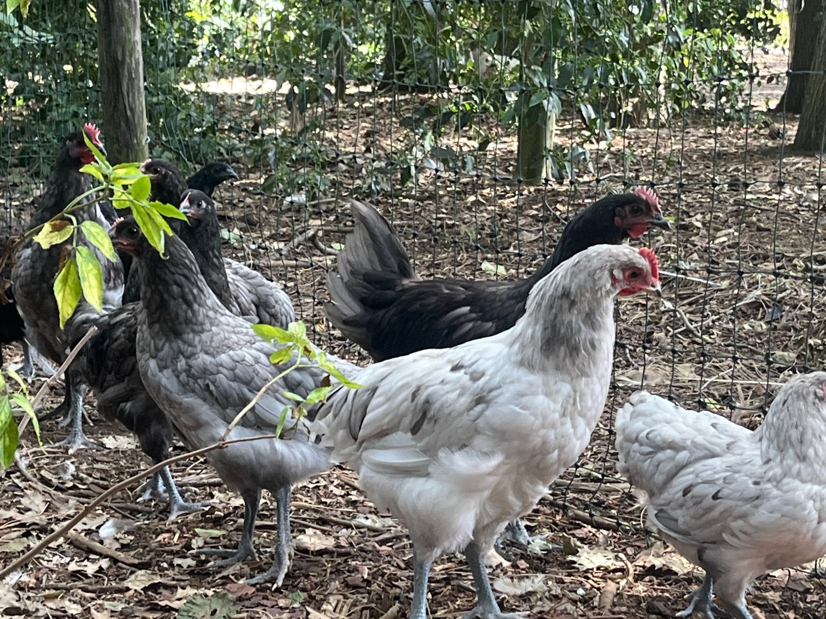 Australorp kippen, Dieren en Toebehoren, Pluimvee, Meerdere dieren, Kip