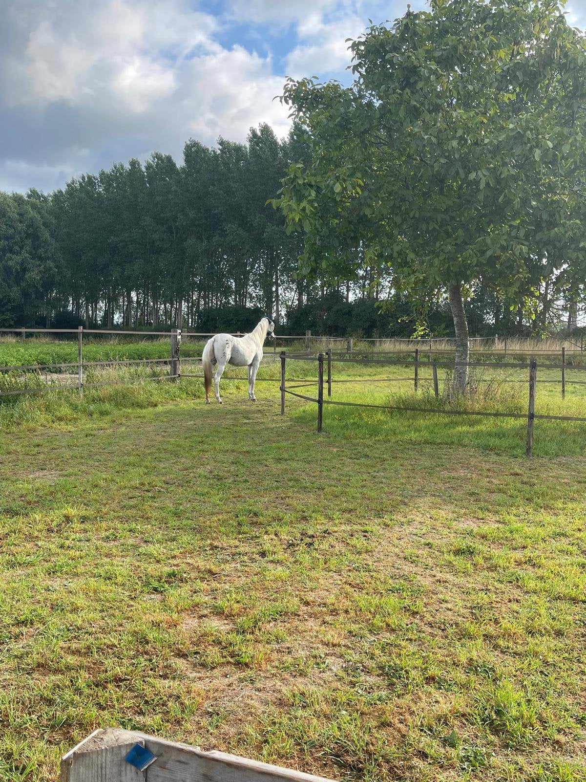 Stalling aangeboden in Hulst, Dieren en Toebehoren, Stalling en Weidegang, Stalling, 1 paard of pony