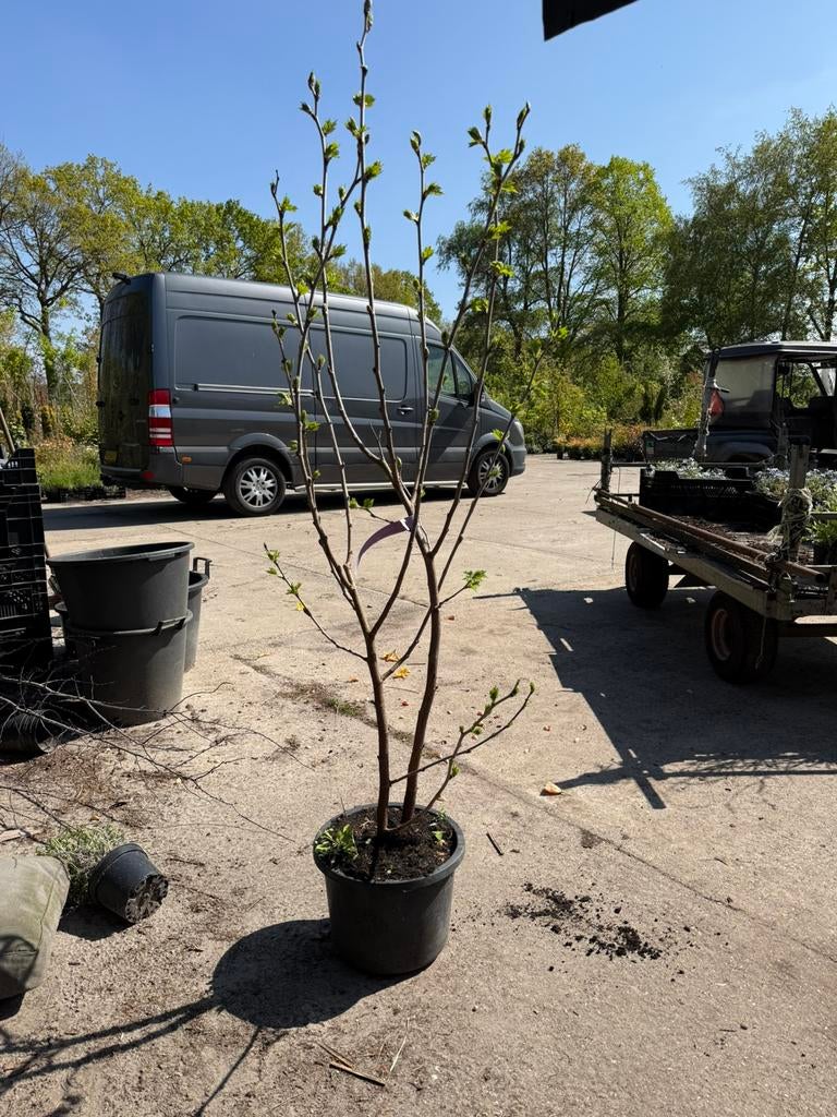 Moerbei struik 175 cm nigro komt net in het blad slechts 10, Ophalen, Lente, Overige soorten, Volle zon