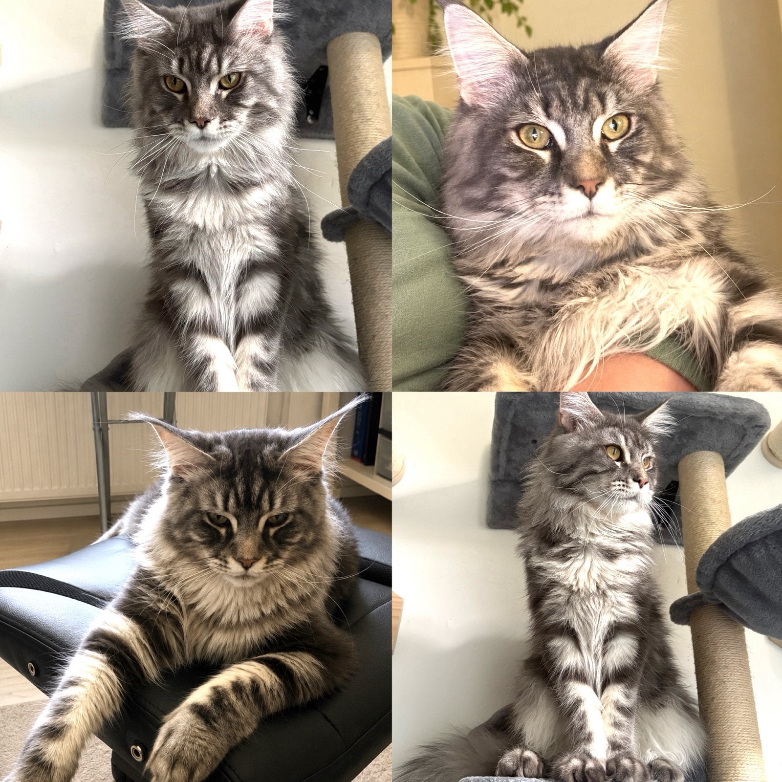 Maine Coon dekkater met stamboom beschikbaar, Dieren en Toebehoren, Katten en Kittens | Raskatten | Langhaar, Kater, Met stamboom