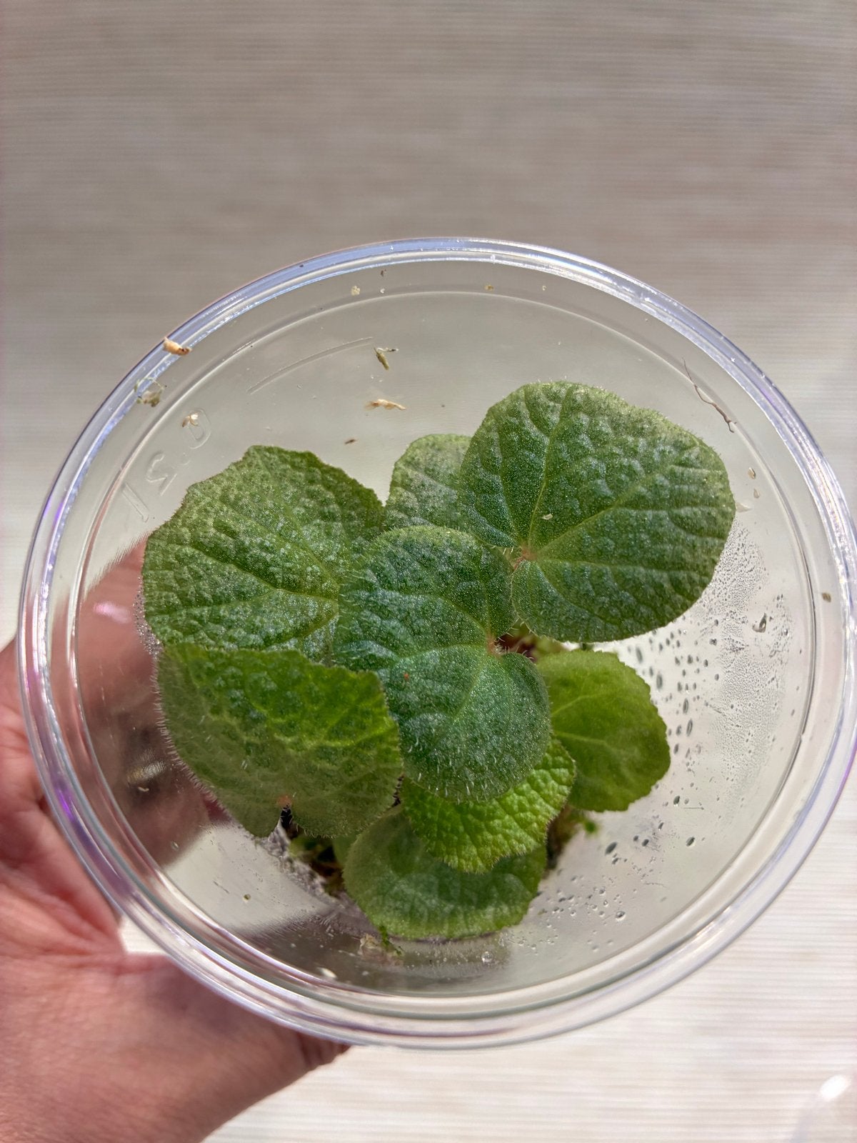 Begonia Solimutata Stek | Unieke Sun-Changing Plant, Ophalen of Verzenden, Halfschaduw, Minder dan 100 cm