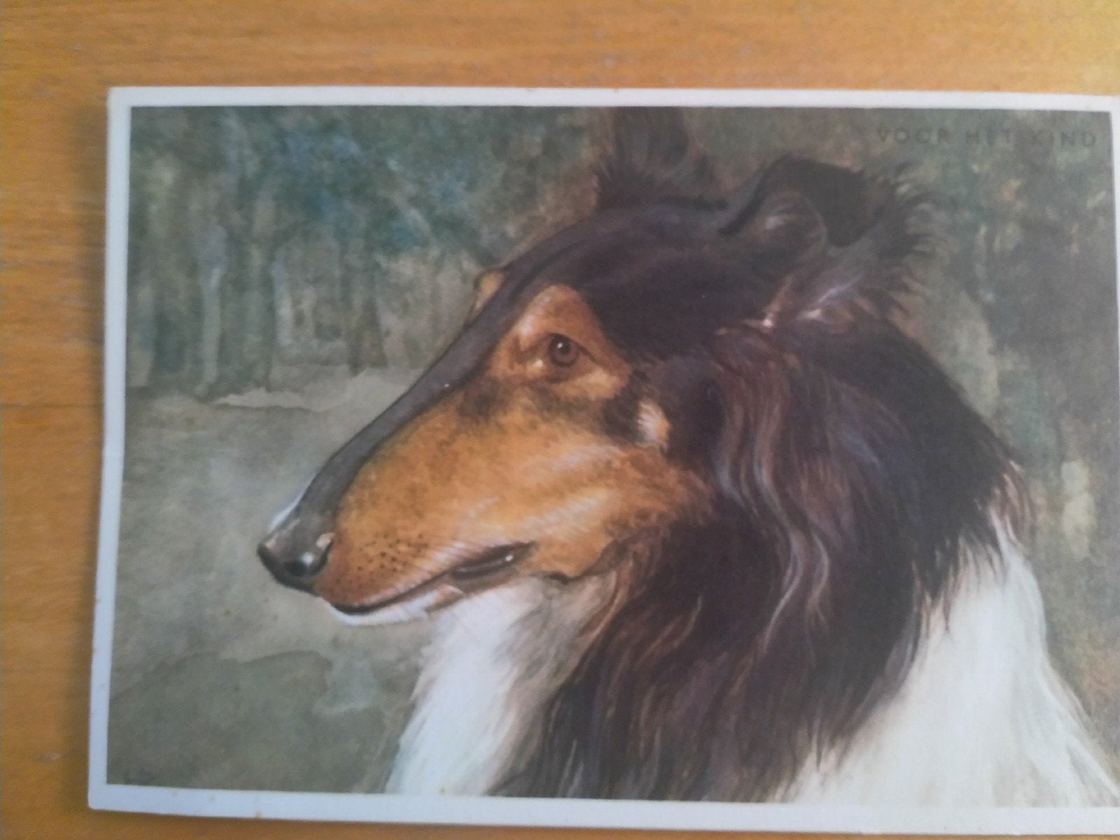 Collie ansichtkaart, Ophalen of Verzenden, Ongelopen, Sterren en Beroemdheden