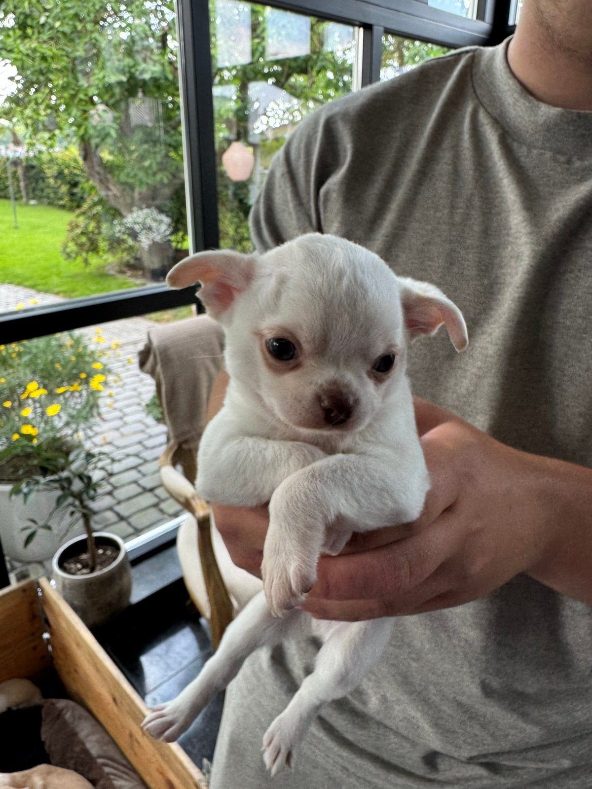 Prachtige raszuivere chihuahua pup, Parvo, Reu, 8 tot 15 weken, Meerdere
