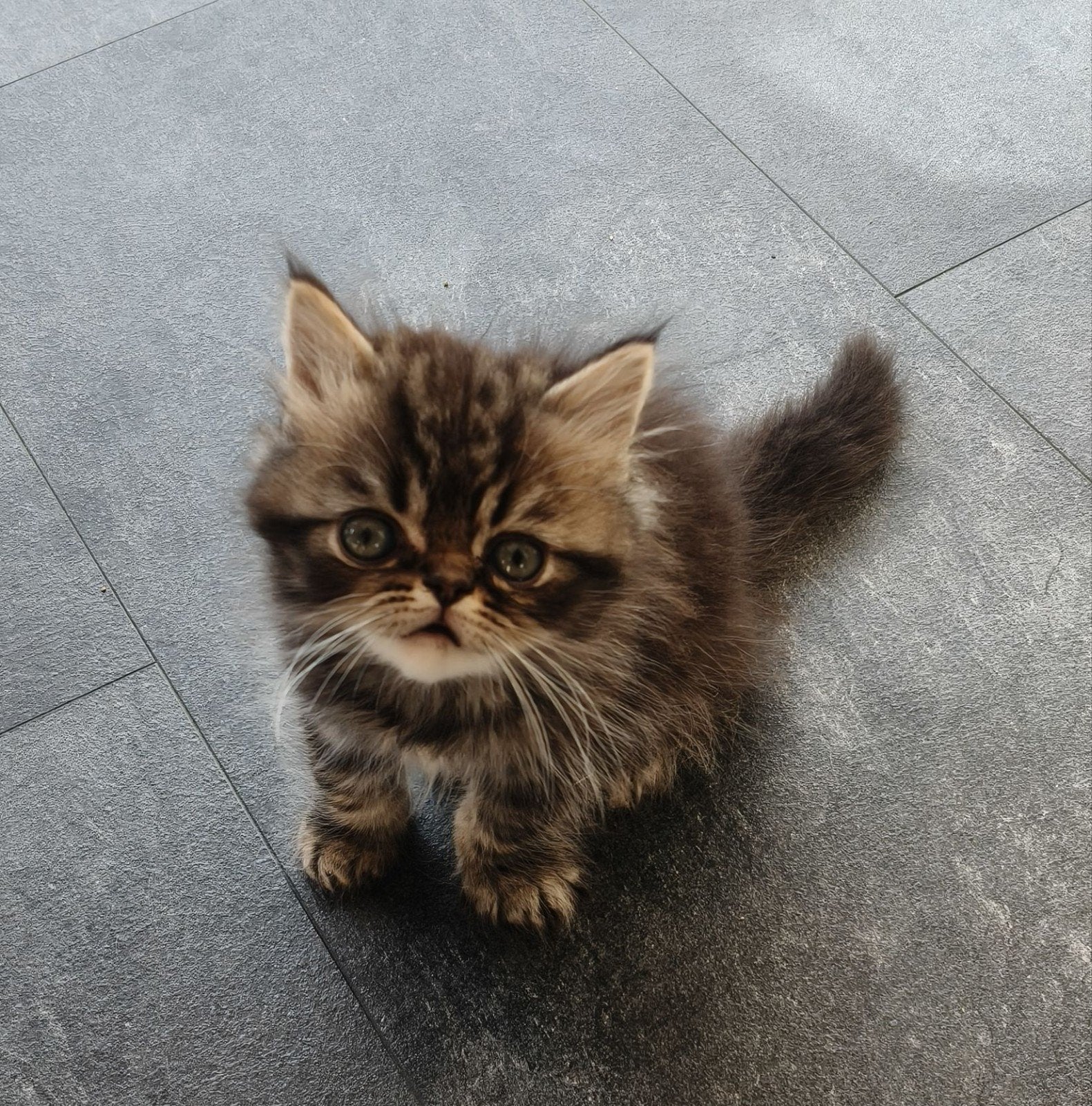 Siberisch boskat / pers kittens (katertjes), Kater, Ontwormd, 0 tot 2 jaar