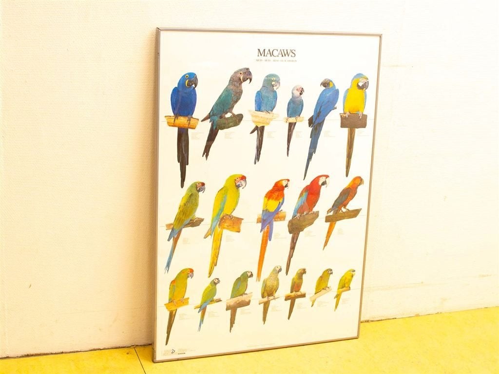 poster van Macaws/papagaaien 33842, Ophalen of Verzenden, Voor 1920, Ongelopen, Hond of Kat