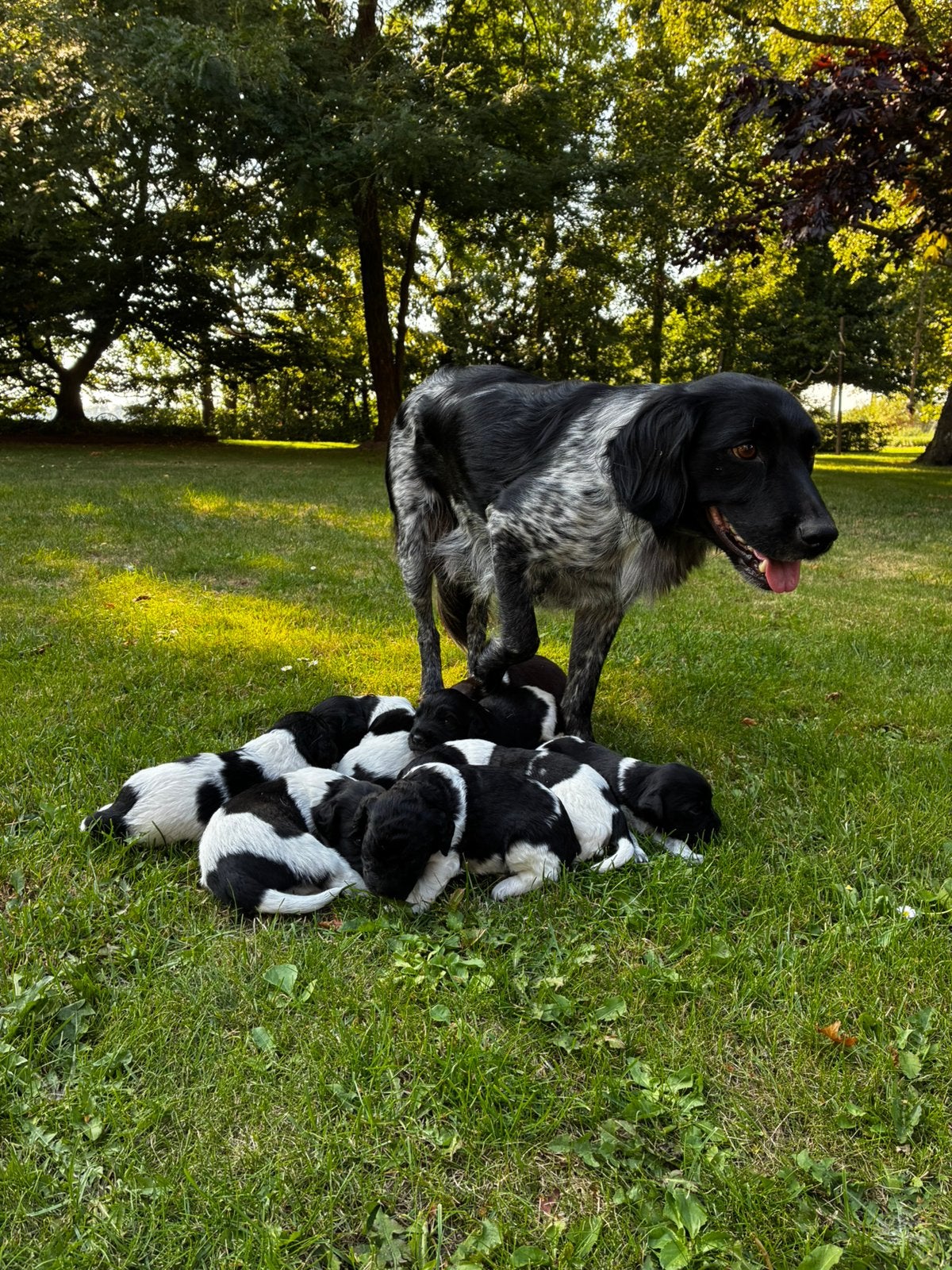 Friese stabij puppy’s, Overige rassen, 8 tot 15 weken, Parvo, Meerdere
