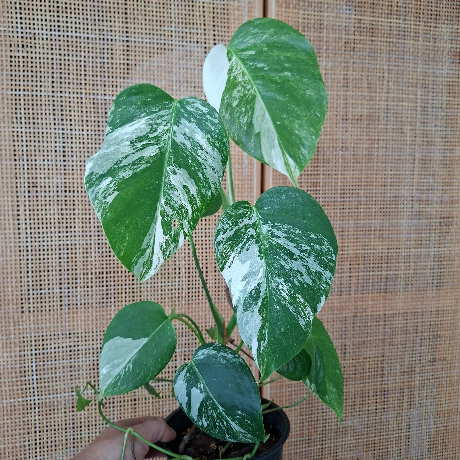 Monstera albo variegata plant + gratis Siltepecana, Ophalen of Verzenden, Halfschaduw, Minder dan 100 cm