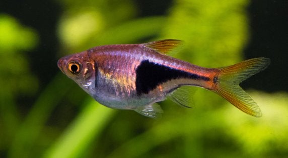 Rasbora - Kegelvlekje bij Koidreams in Valburg, Dieren en Toebehoren, Vis, Zoetwatervis