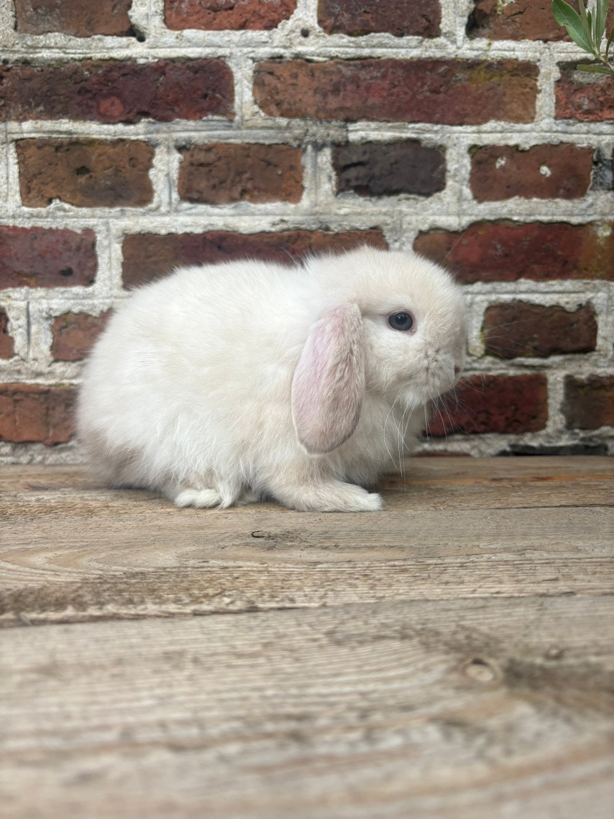 Super leuk minilop konijntje 🩵, Dieren en Toebehoren, Mannelijk, Dwerg, Hangoor, 0 tot 2 jaar