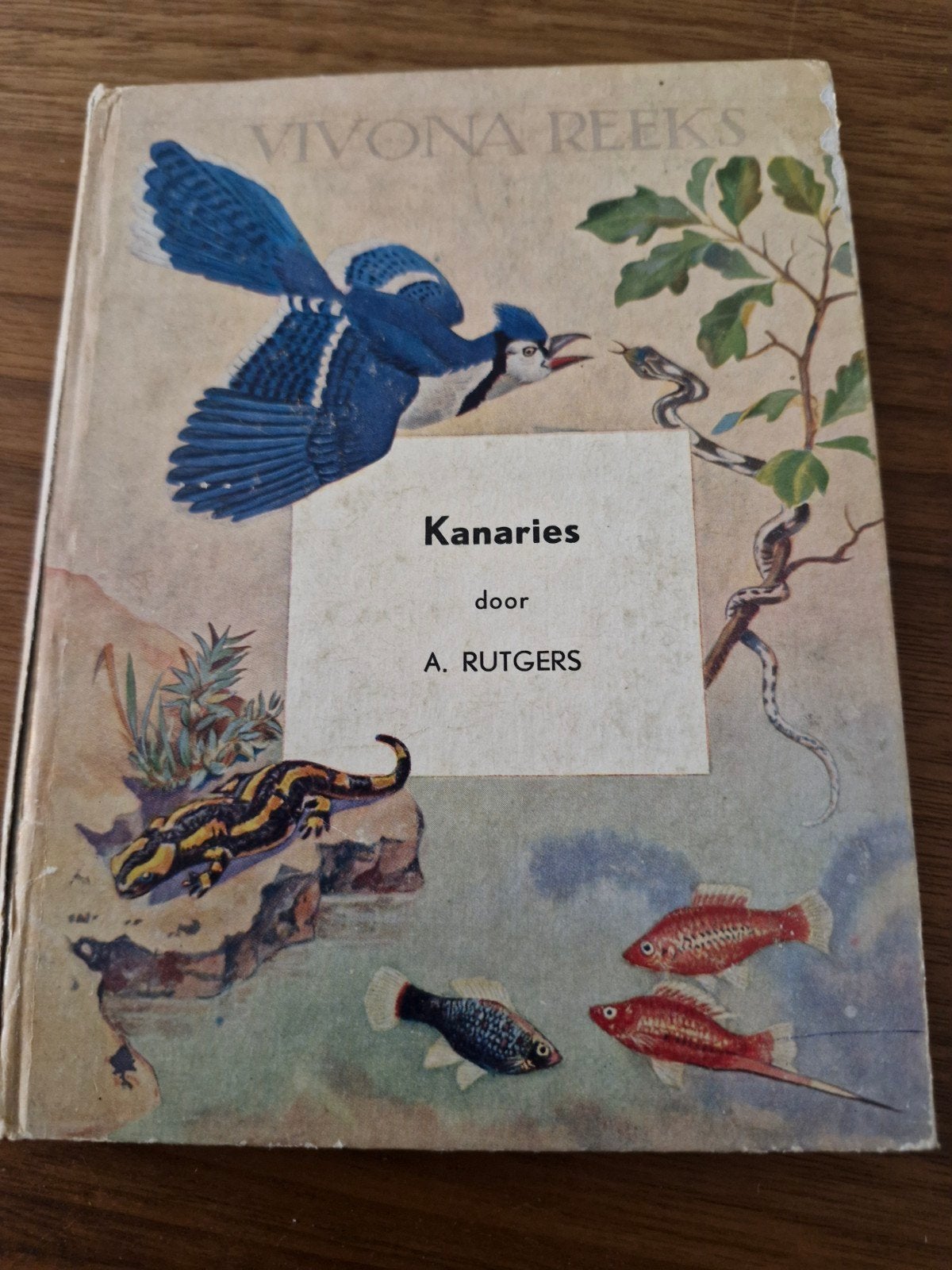 Kanaries - VIVONA REEKS door A. Rutgers, Ophalen of Verzenden, Gelezen, Vogels, A. Rutgers