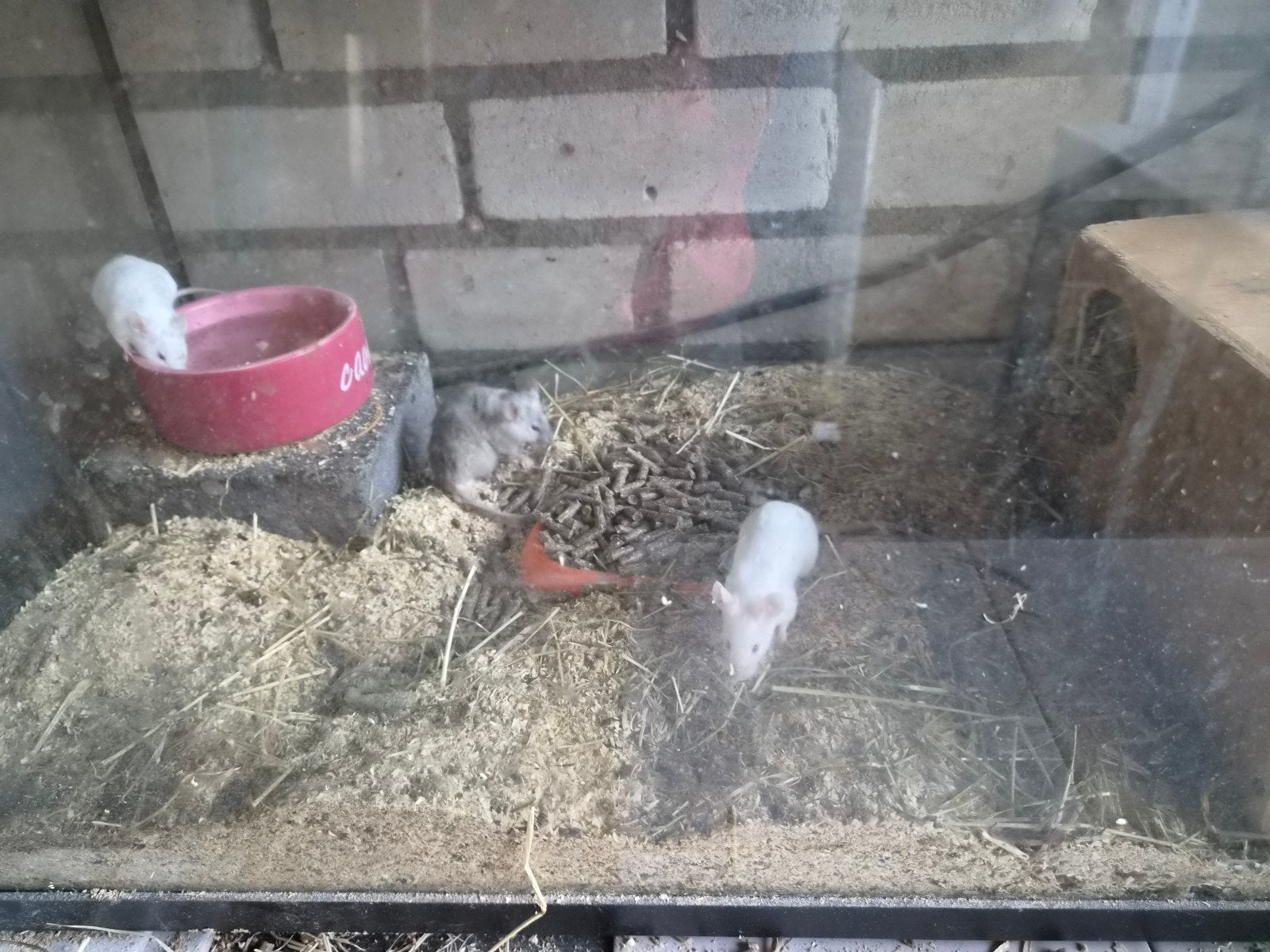 muizen, Februari, Meerdere dieren, Muis