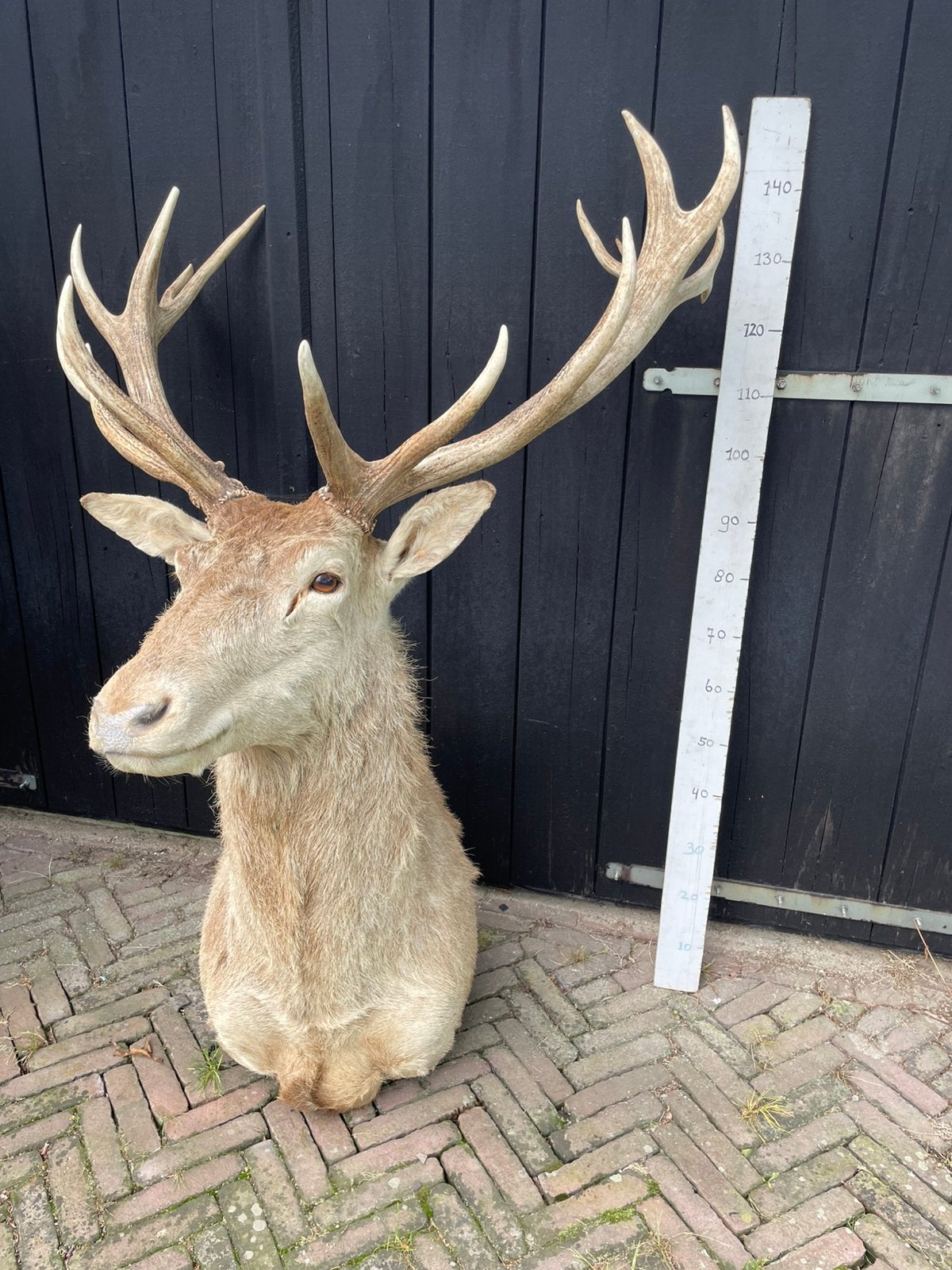 Edelhert, preparaat, opgezette kop, geweien, Ophalen, Gebruikt, Hert, Opgezet dier