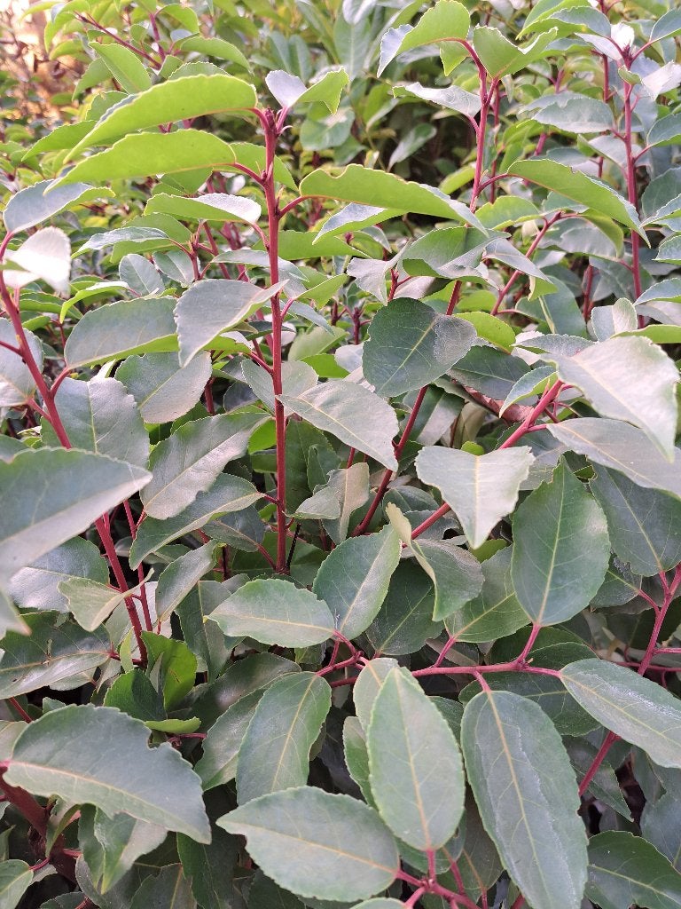 Mooie Portugese Laurier  80-100 cm hoog, Tuin en Terras, Planten | Struiken en Hagen, Ophalen of Verzenden, Laurier, Haag, Minder dan 100 cm