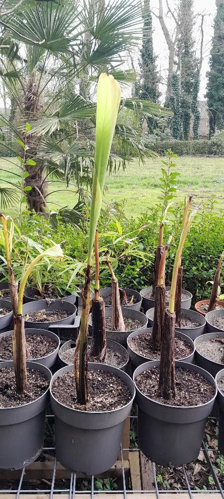 Winterharde Banaan – Musa basjoo (Japanse vezelbanaan), Ophalen, Vaste plant, Overige soorten, Volle zon