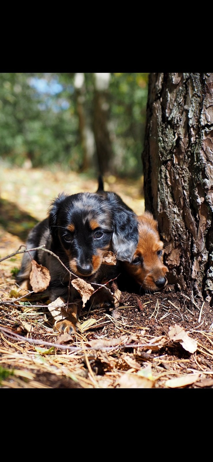 Teckel pups langhaar kleine dwerg mini, Dieren en Toebehoren, Honden | Teckels en Dashonden, Parvo, 8 tot 15 weken, Dwerg, Langhaar