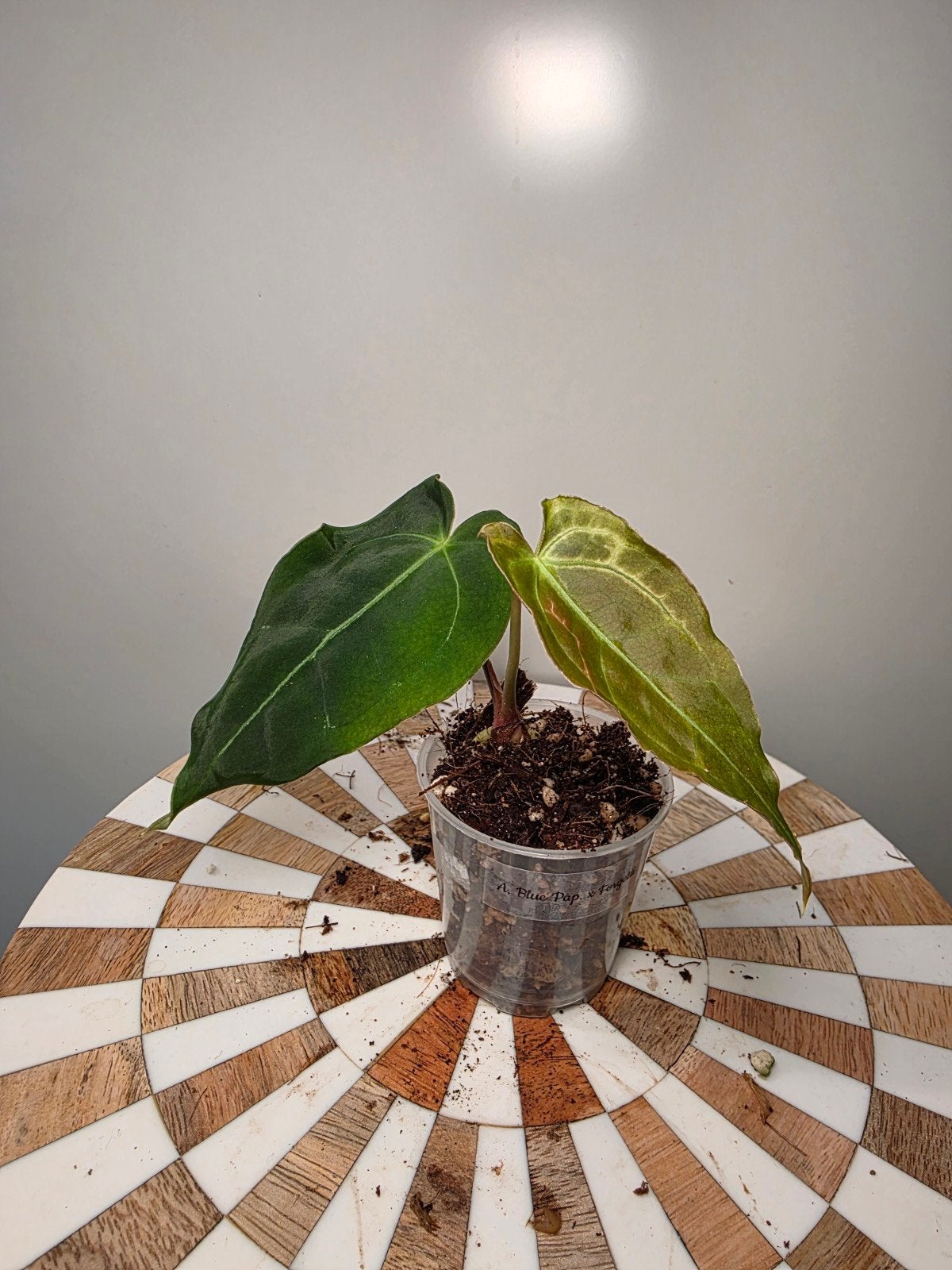 Anthurium Blue Papillilaminum x Forgetti Dark Form, Ophalen of Verzenden, Halfschaduw, Minder dan 100 cm