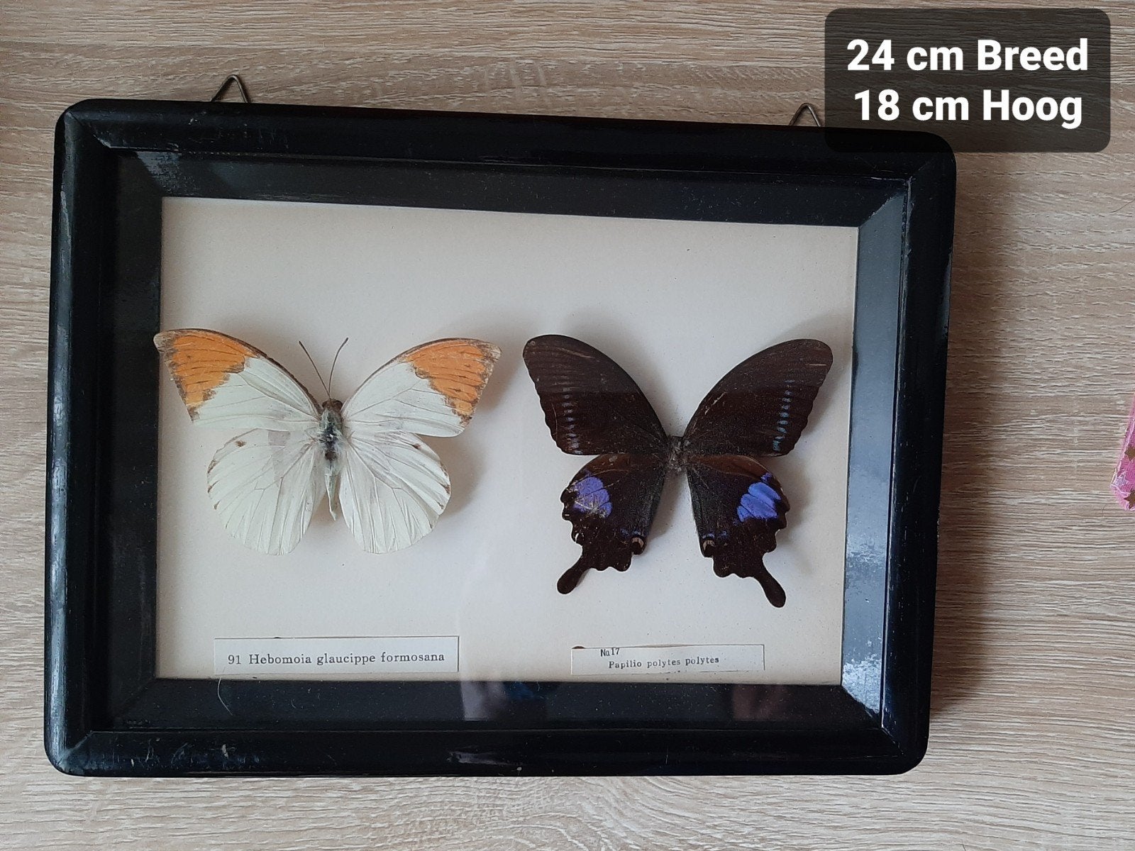 Mooie vintage vlinderlijst (24x18 cm) met tropische vlinders, Verzenden, Gebruikt, Insect, Opgezet dier