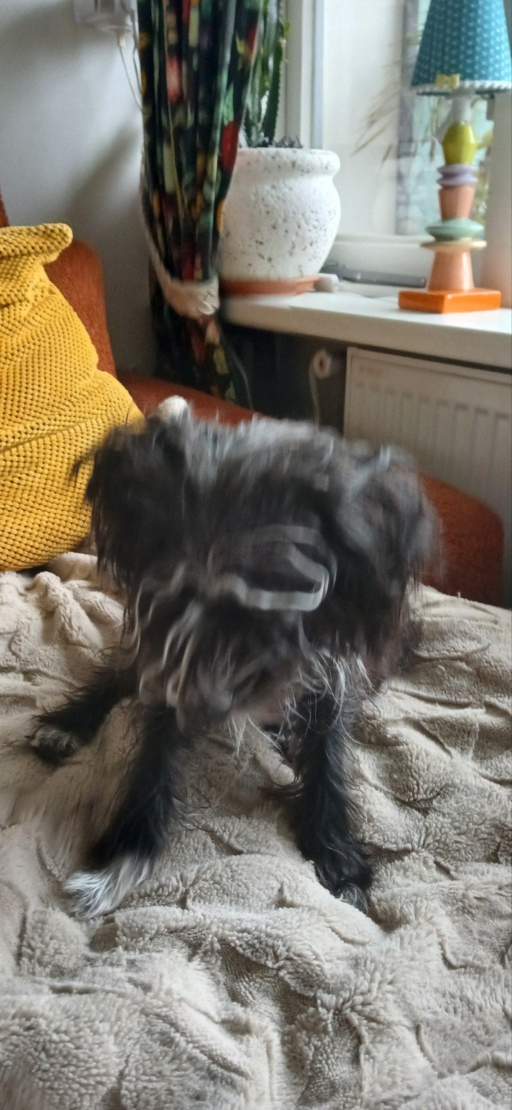 Hondje,klein,wit zwart, Dieren en Toebehoren, 15 weken tot 1 jaar, Reu, CDV (hondenziekte), Eén hond