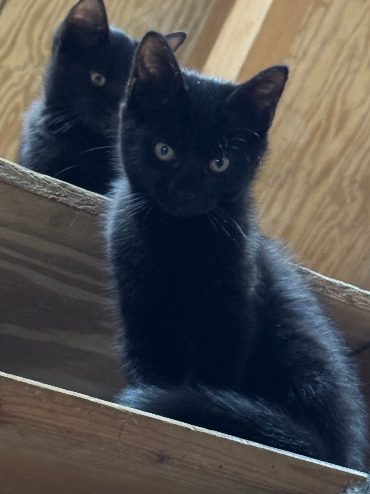 Zwarte kitten kater 12 weken ontwormt, Kater